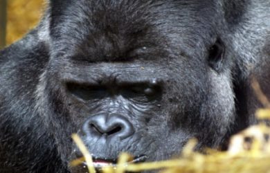 What do gorillas and humans have in common?