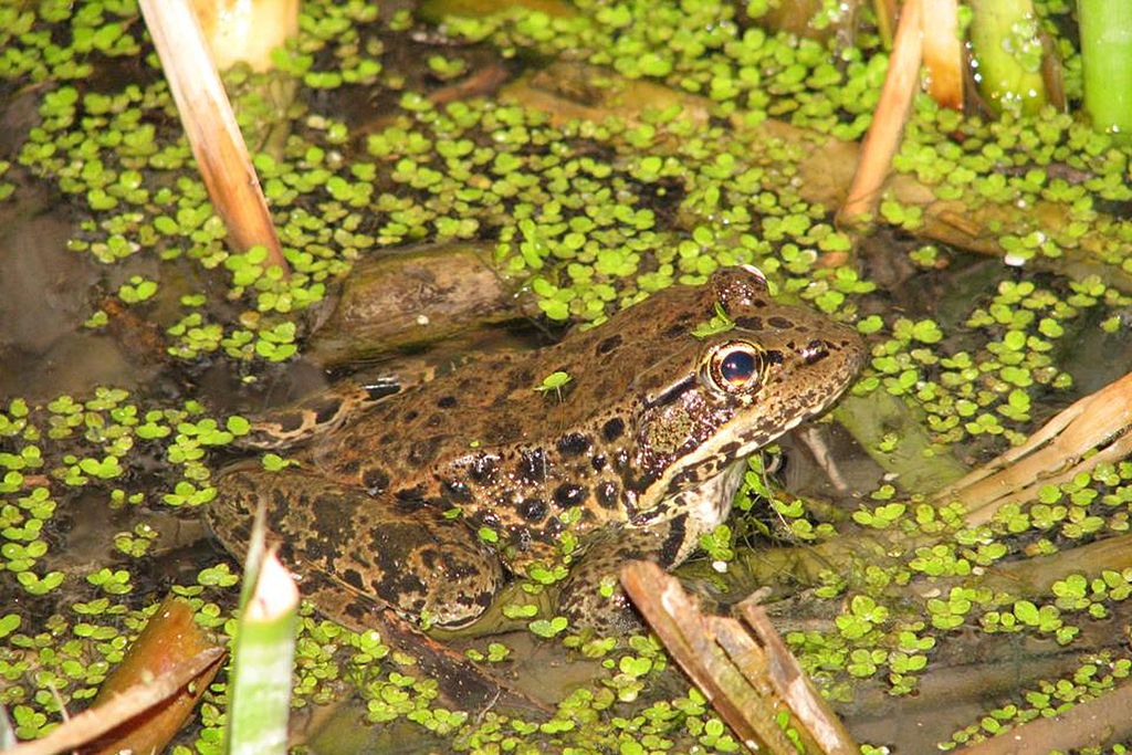 A new age of amphibian conservation