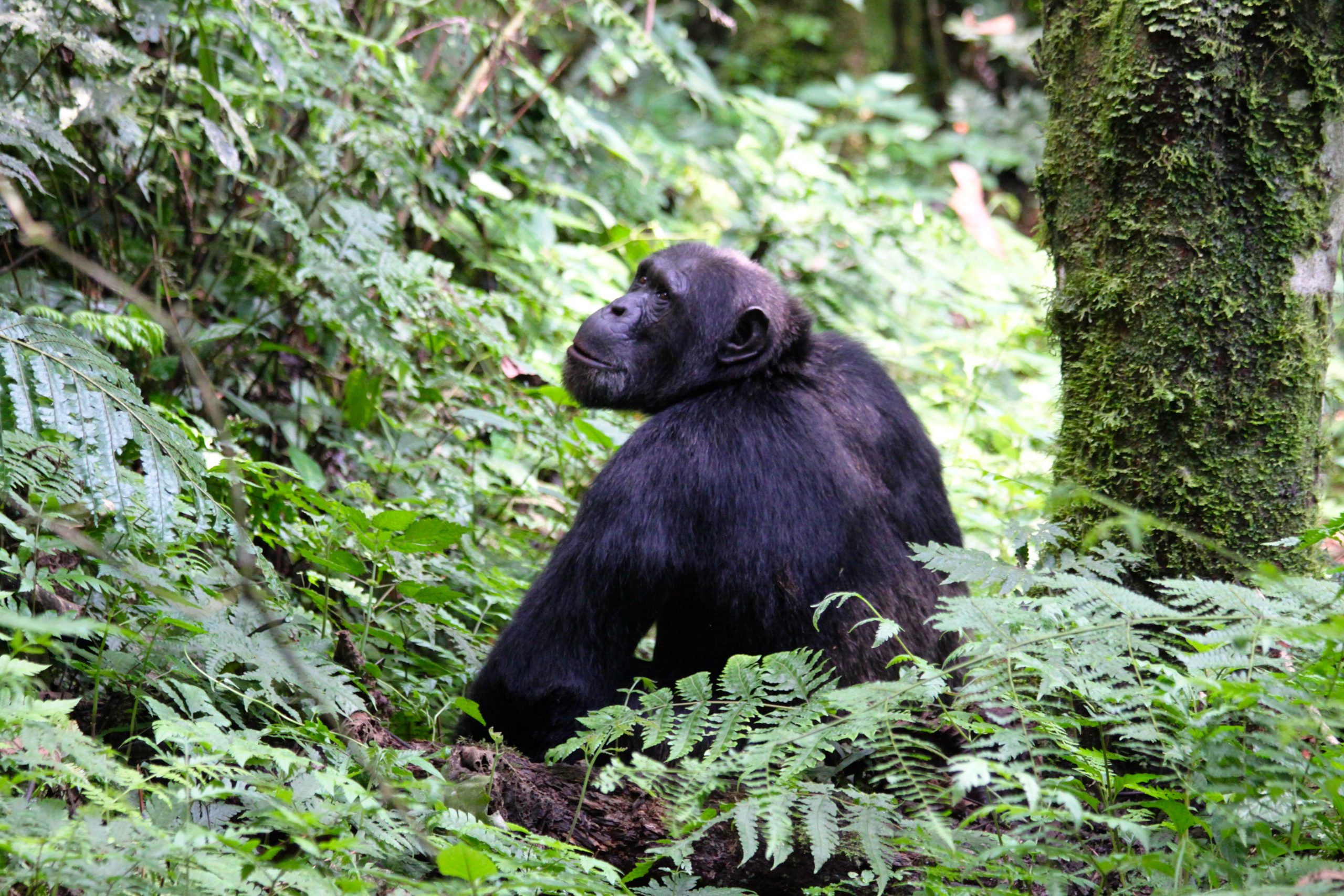 Chimpanzee cultures