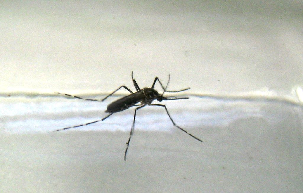 Understanding the complexity of dengue fever