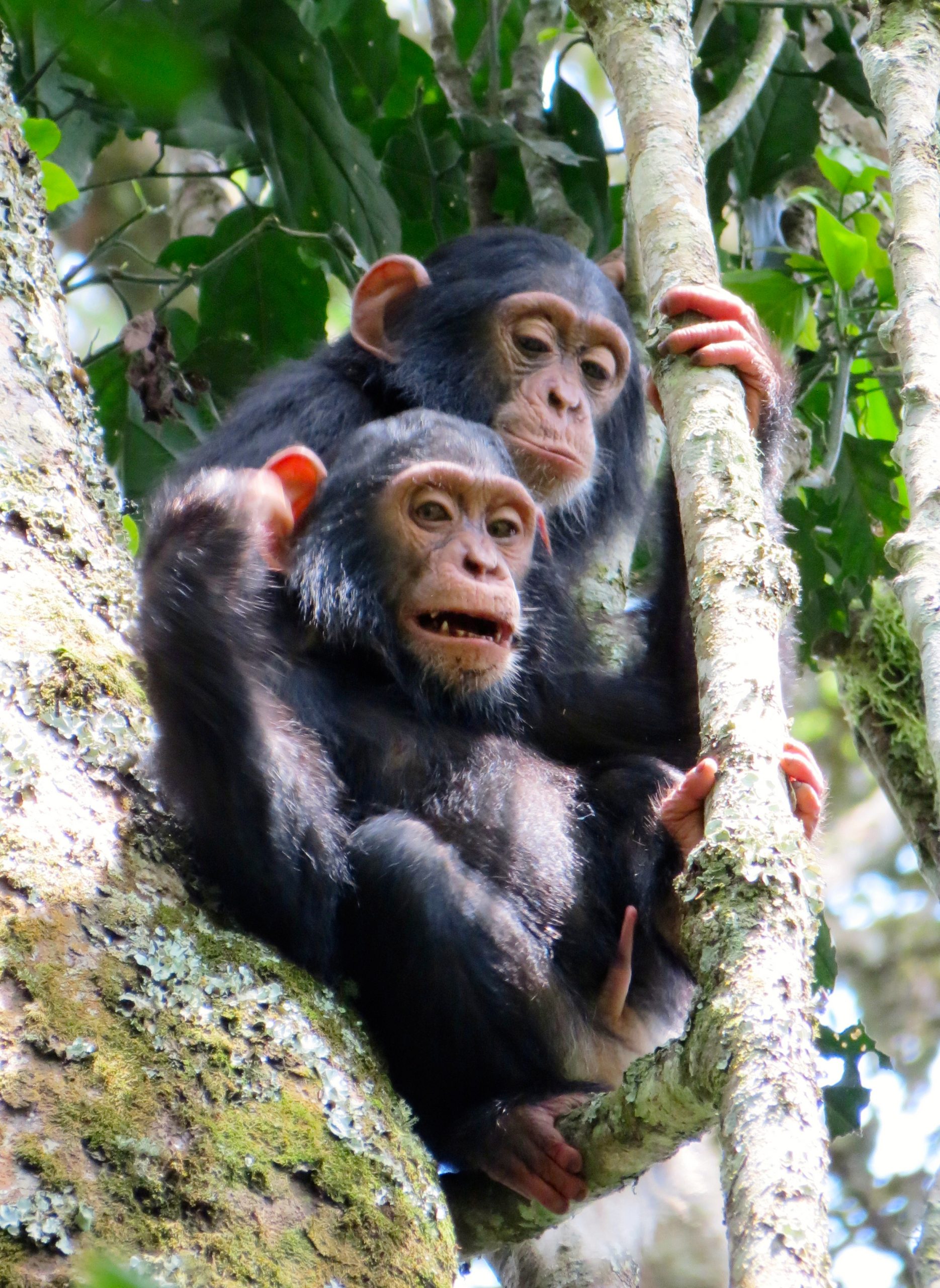 Chimpanzee And Woman Sex