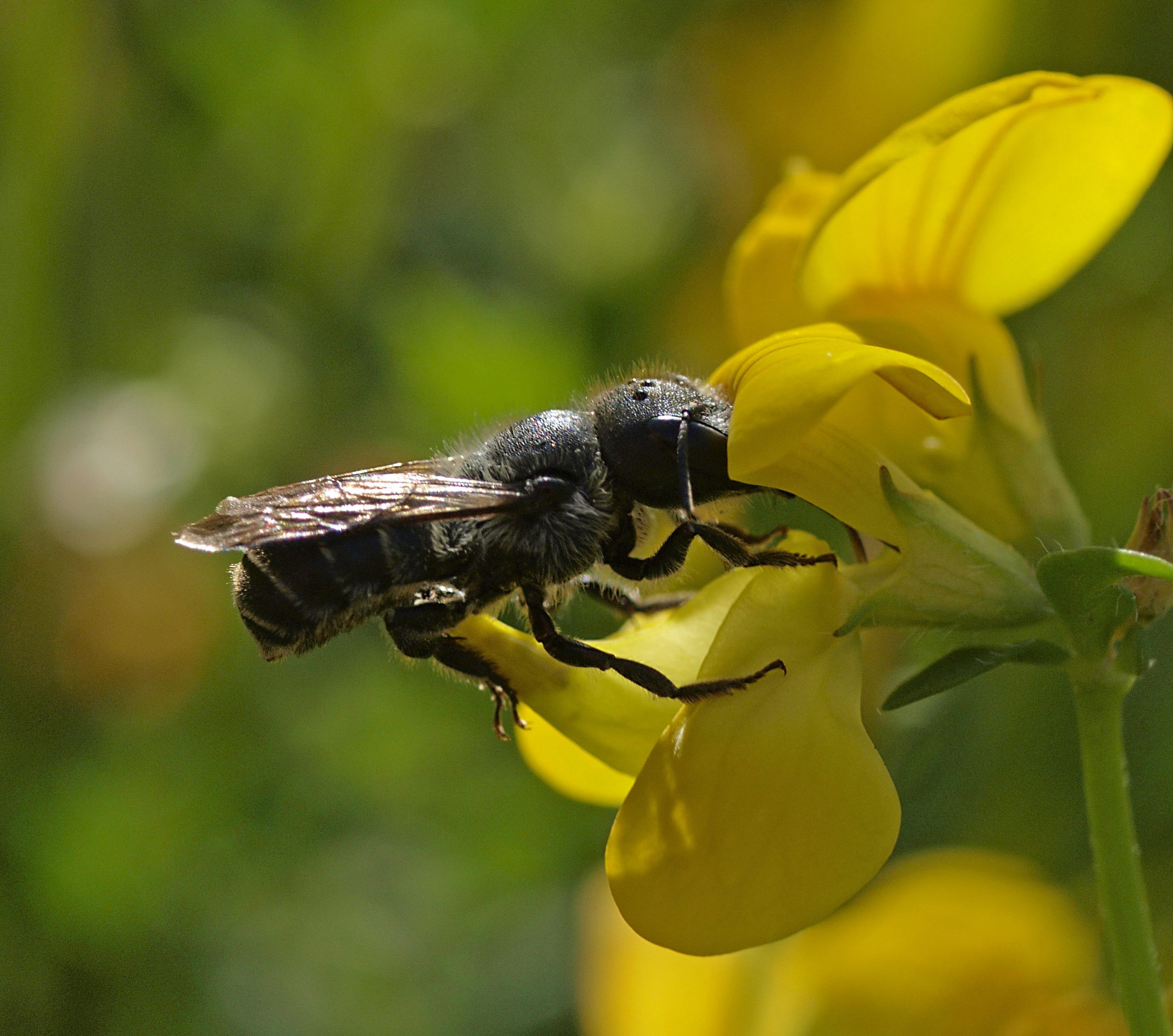 Links between low quality pollen and bee survival