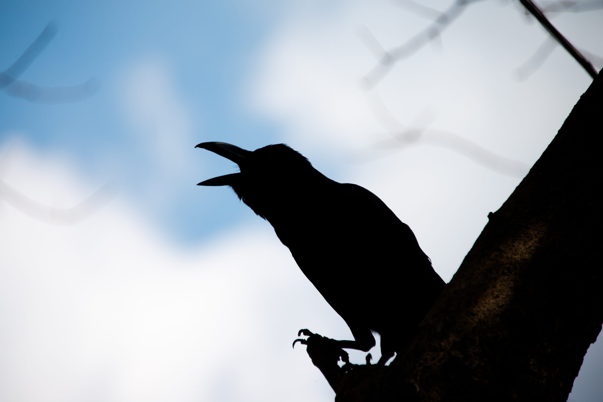 What birds’ attitudes to litter tell us about their adaptability