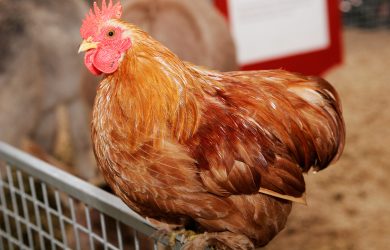 How chickens can help the poor