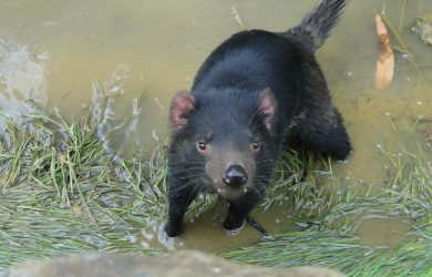 Evolution of two contagious cancers affecting Tasmanian devils underlines unpredictability of disease threat