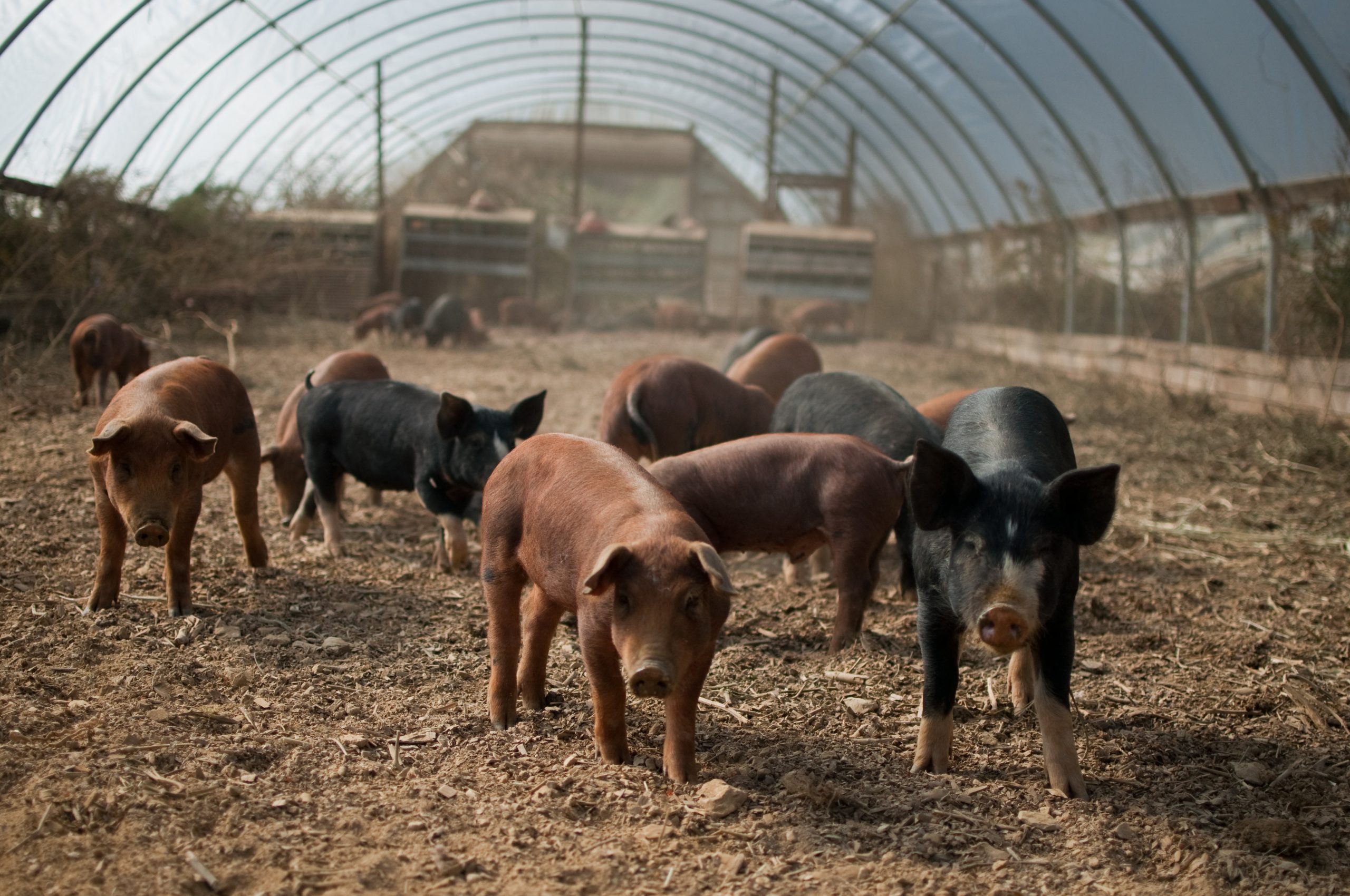 Call to tackle huge rise in use of antimicrobials on animals