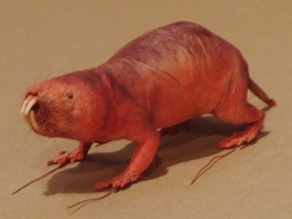 Secrets of naked mole-rats’ cancer resistance uncovered