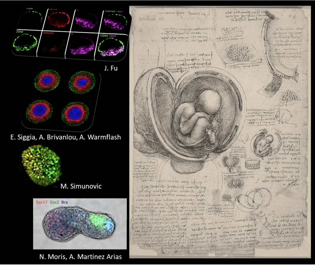 Review highlights advances in study of early human development