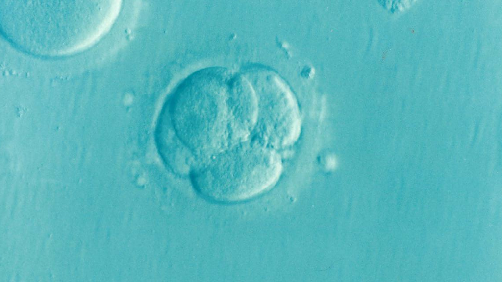 New in vitro model could predict foetal abnormalities more reliably