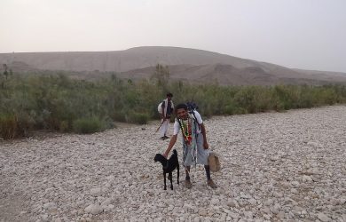 ‘Humanitarian aid should take account of livestock needs’
