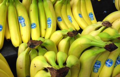 New grafting technique could combat disease threatening banana crops