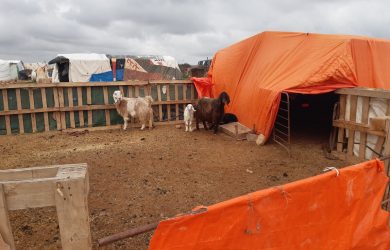 Why livestock support matters to refugees