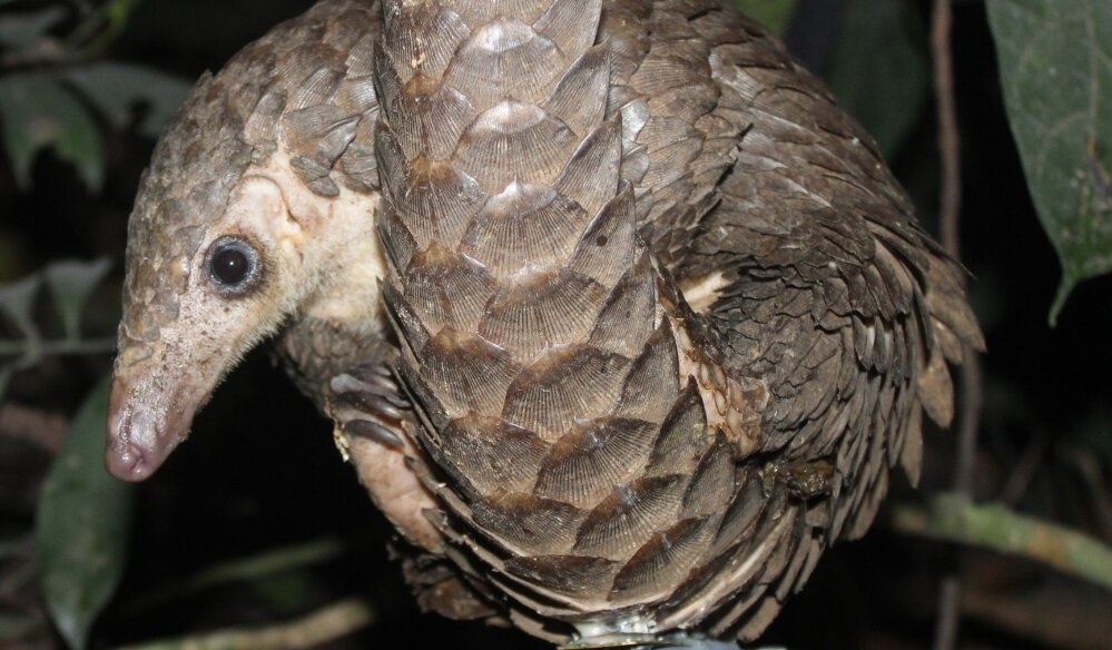 Research impact award for pangolin expert