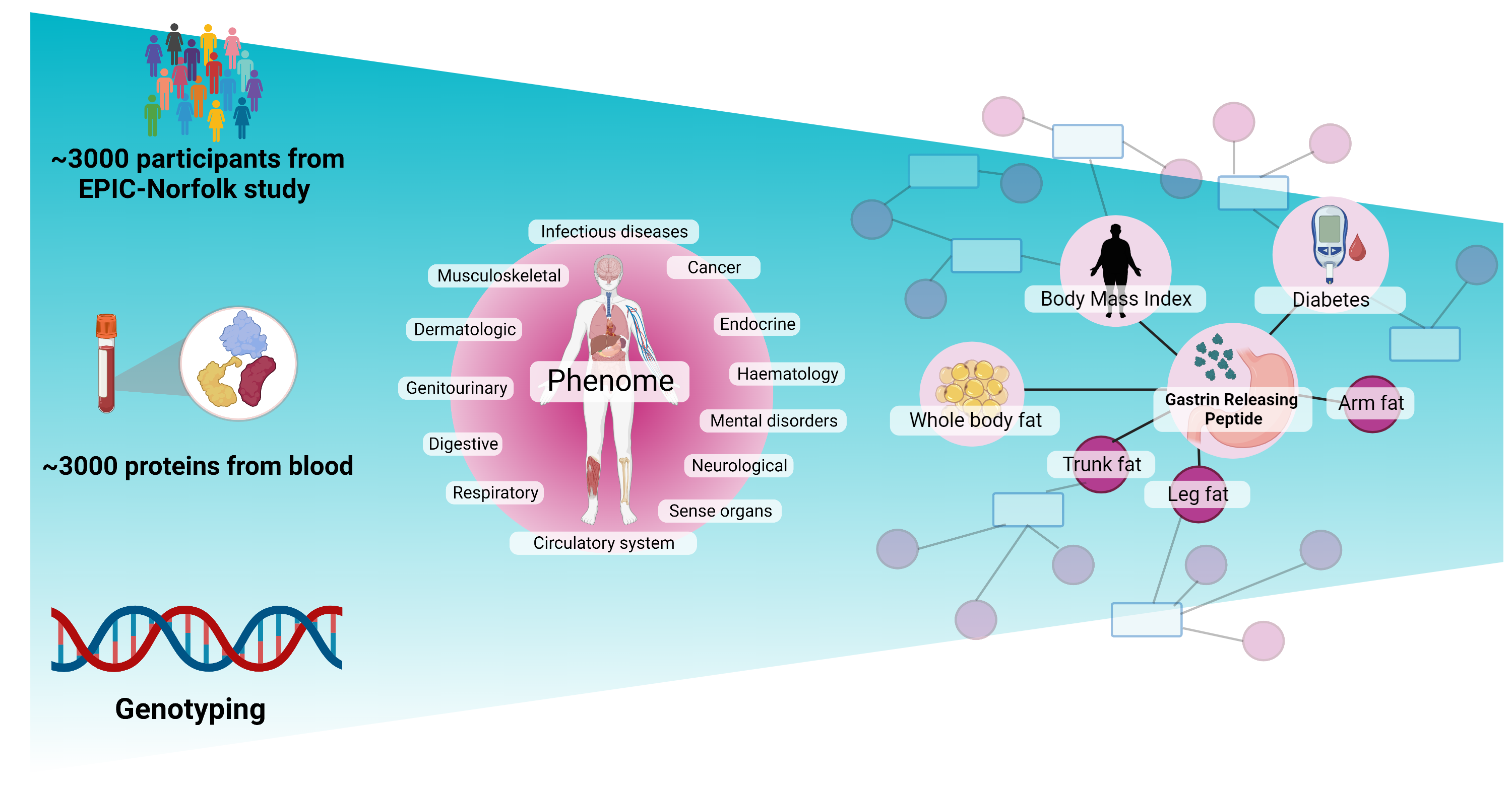 Identification of disease-causing proteins could prompt new diabetes treatments