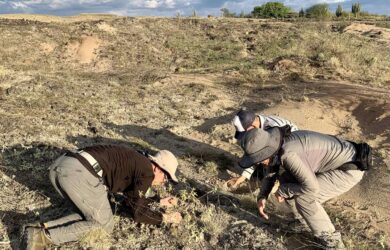 Study sheds new light on enigmatic ancient snake