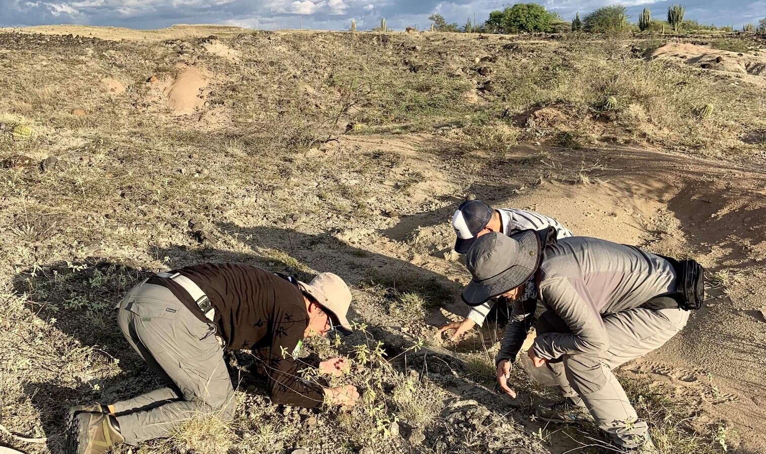 Study sheds new light on enigmatic ancient snake