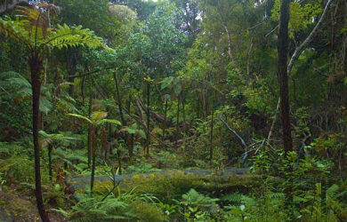 Rainforest carbon credit schemes less effective than thought, claims report
