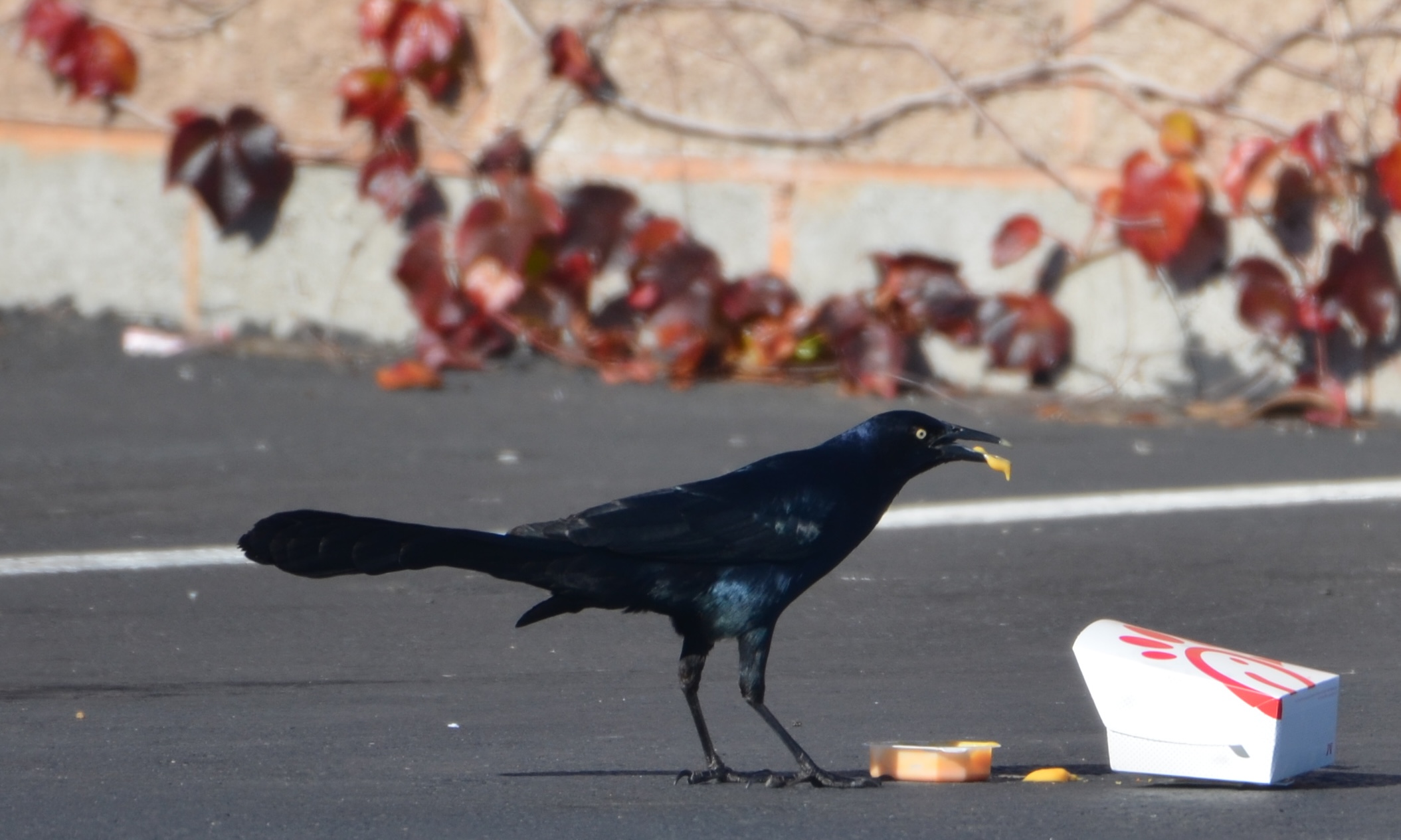 How birds adapt to human-modified environments
