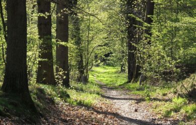 New study sets out roadmap to accelerate nature-based climate solutions