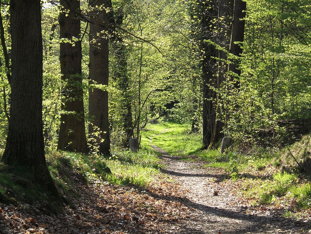 New study sets out roadmap to accelerate nature-based climate solutions