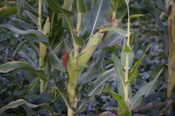 Maize plants