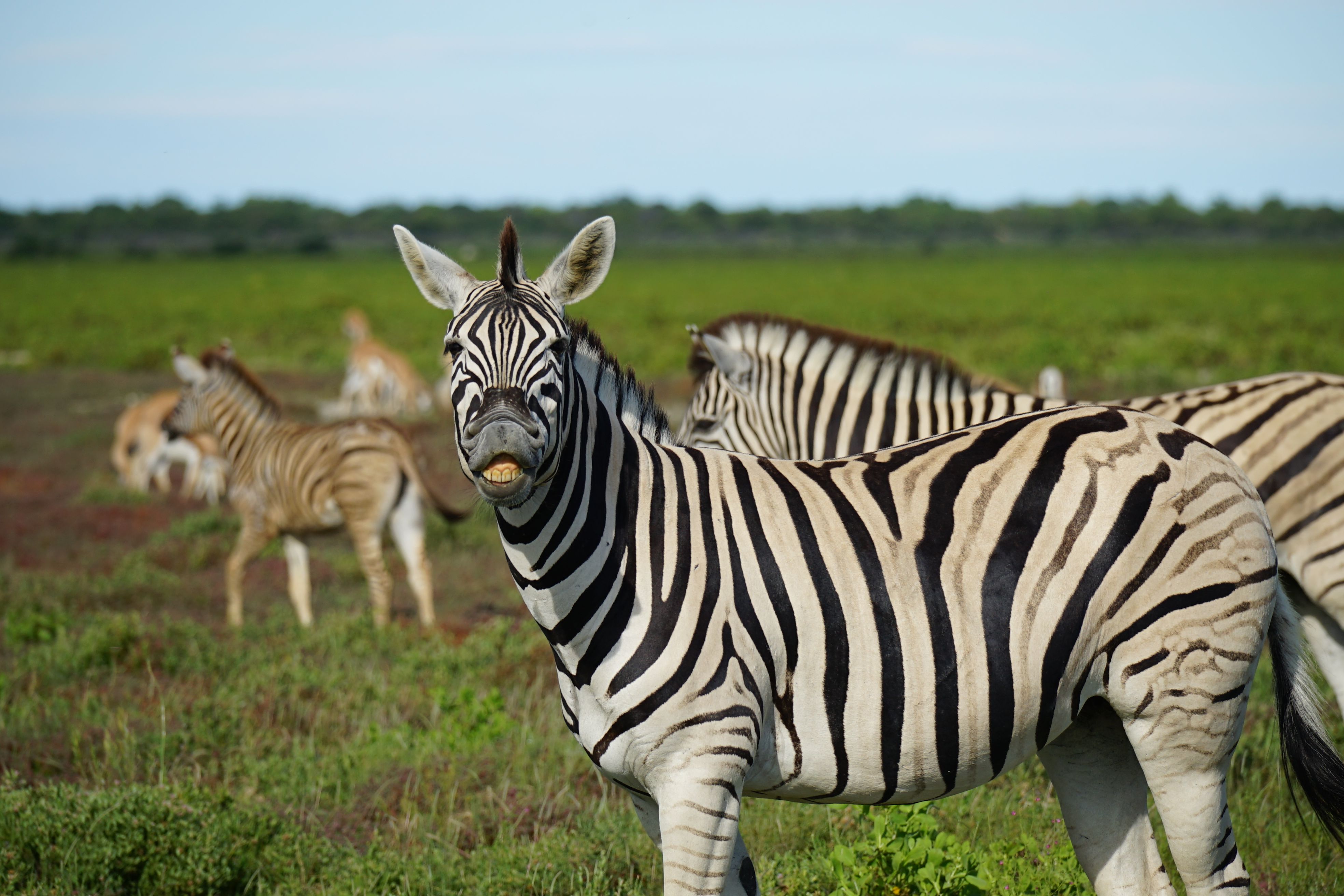 Zebra in Namibia