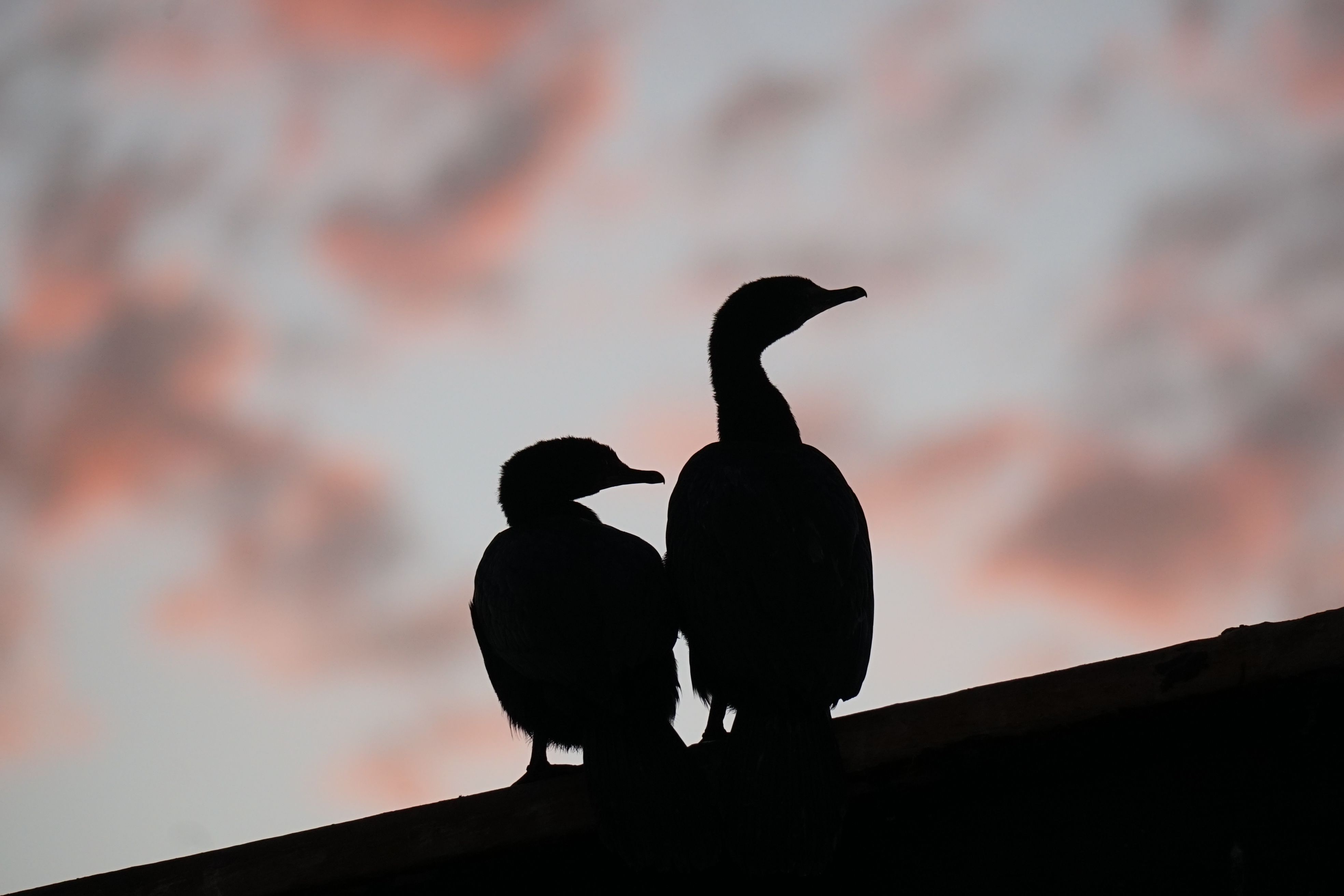 Cape cormorants (an endangered seabird) at sunset