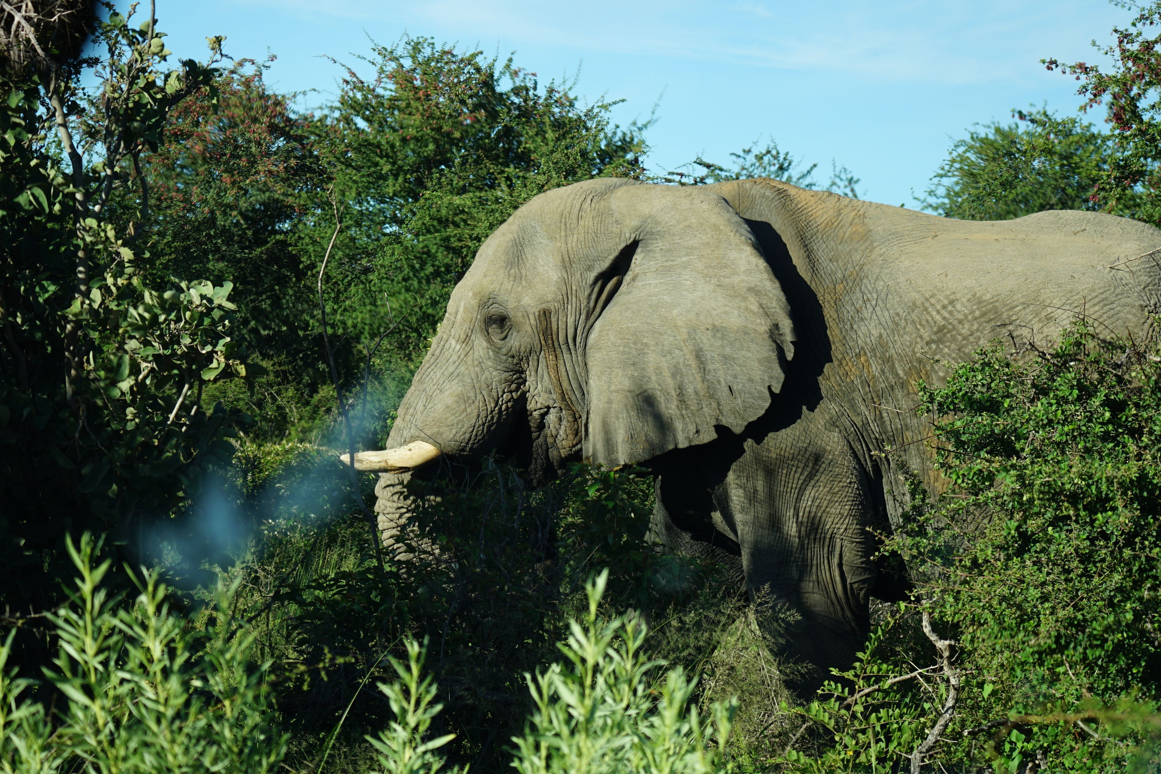 Elephant in Namibia