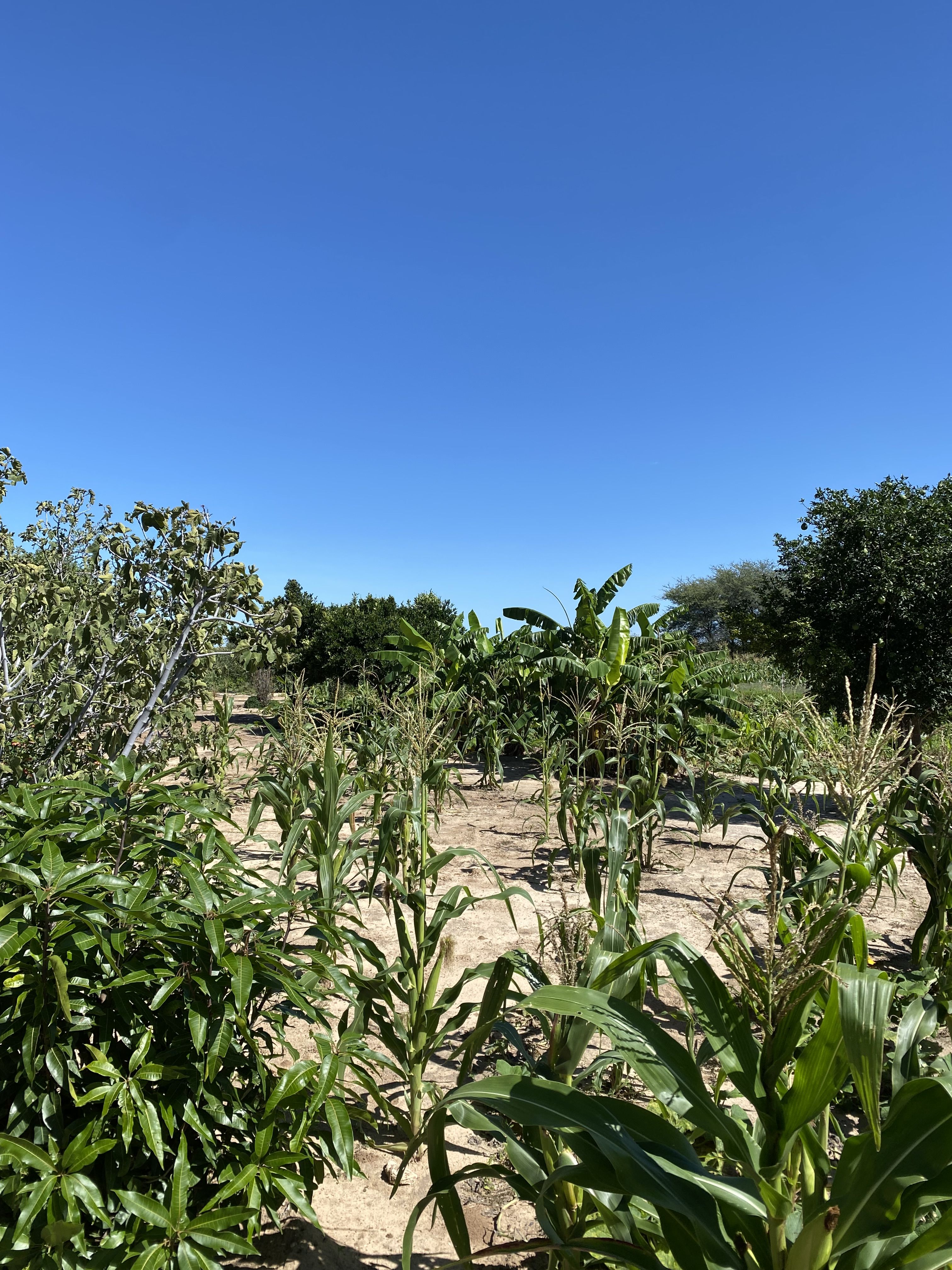 Maize and banana plants