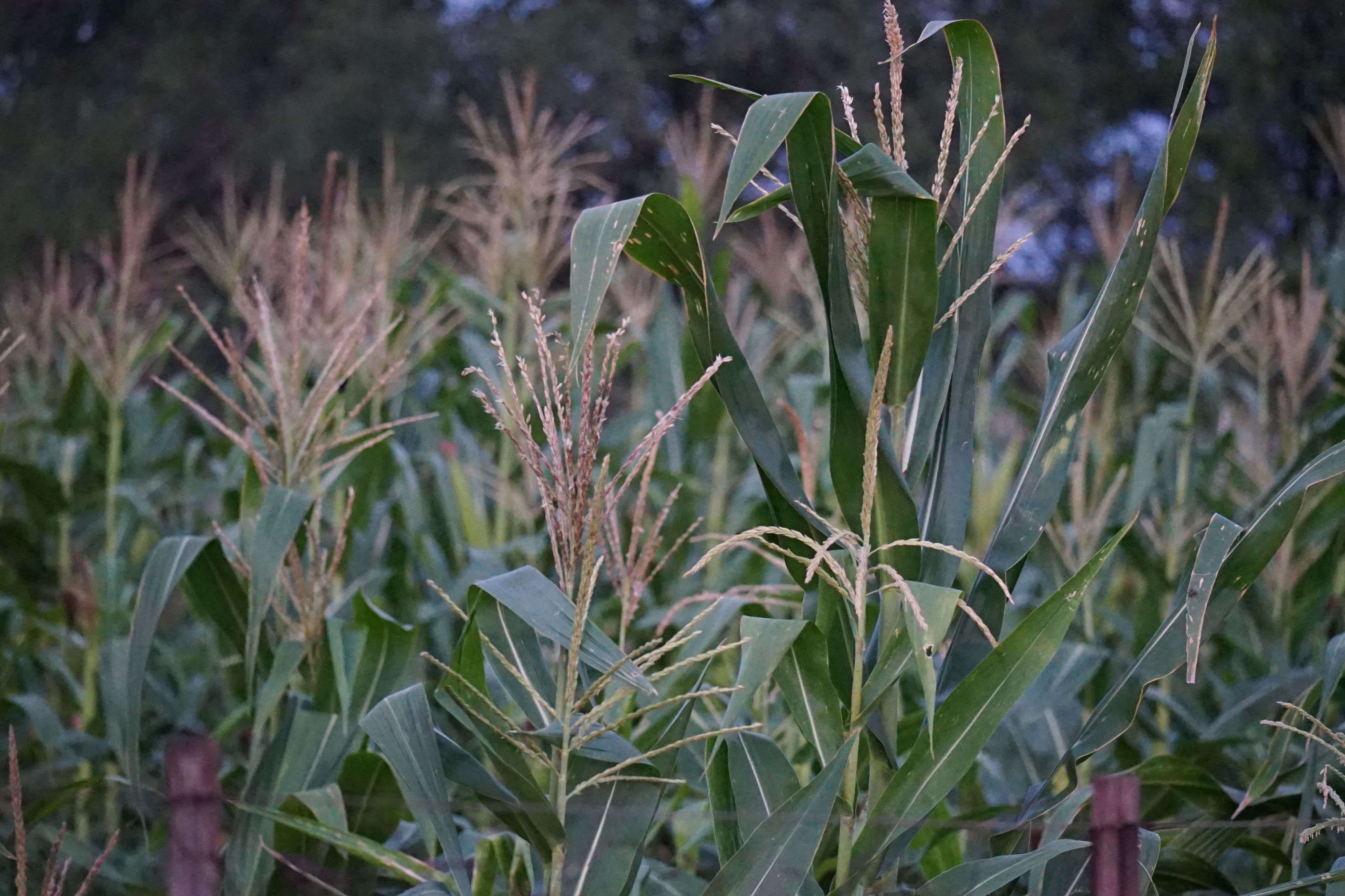 More plants in Namibia