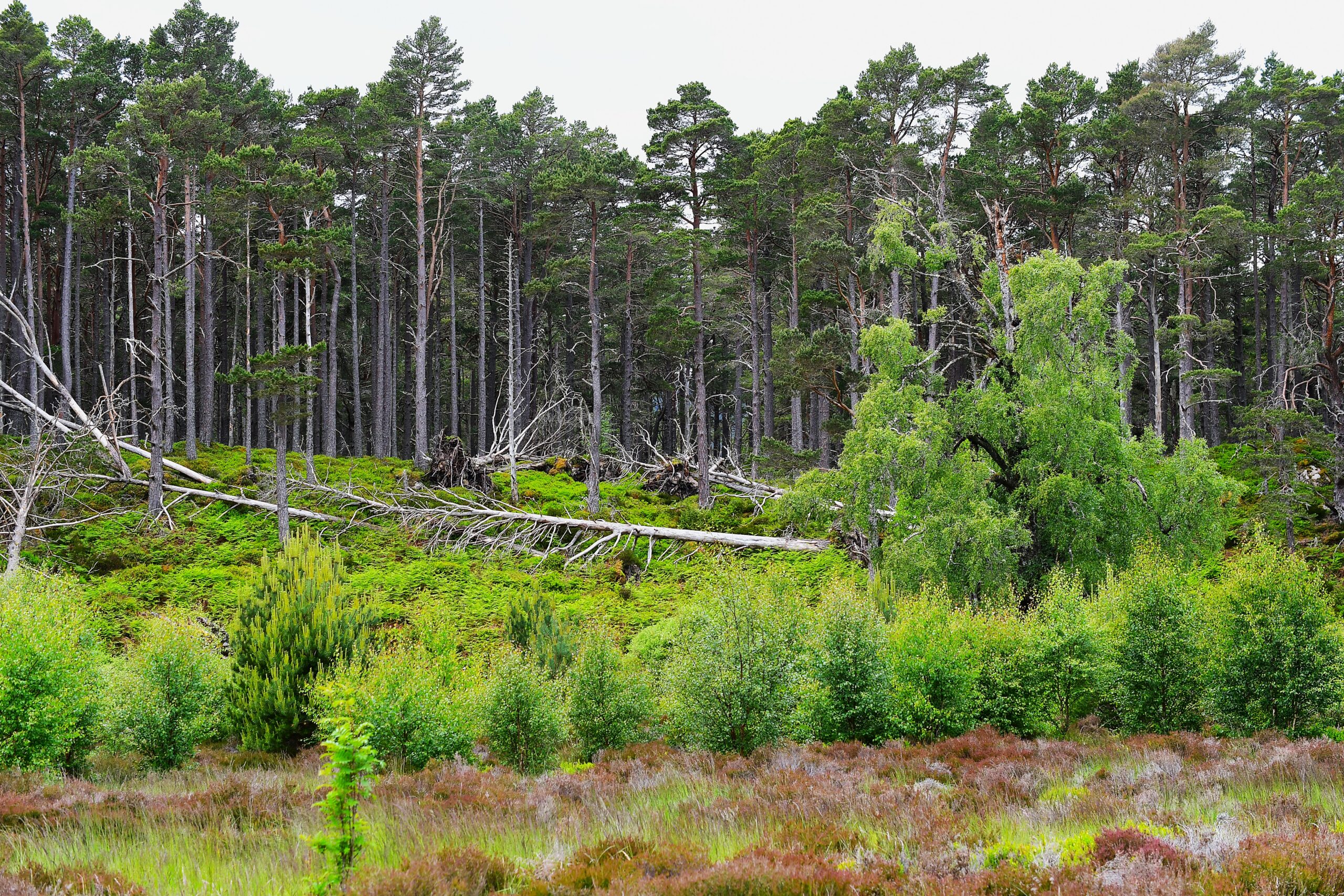 Forest of new trees with felled tree in front