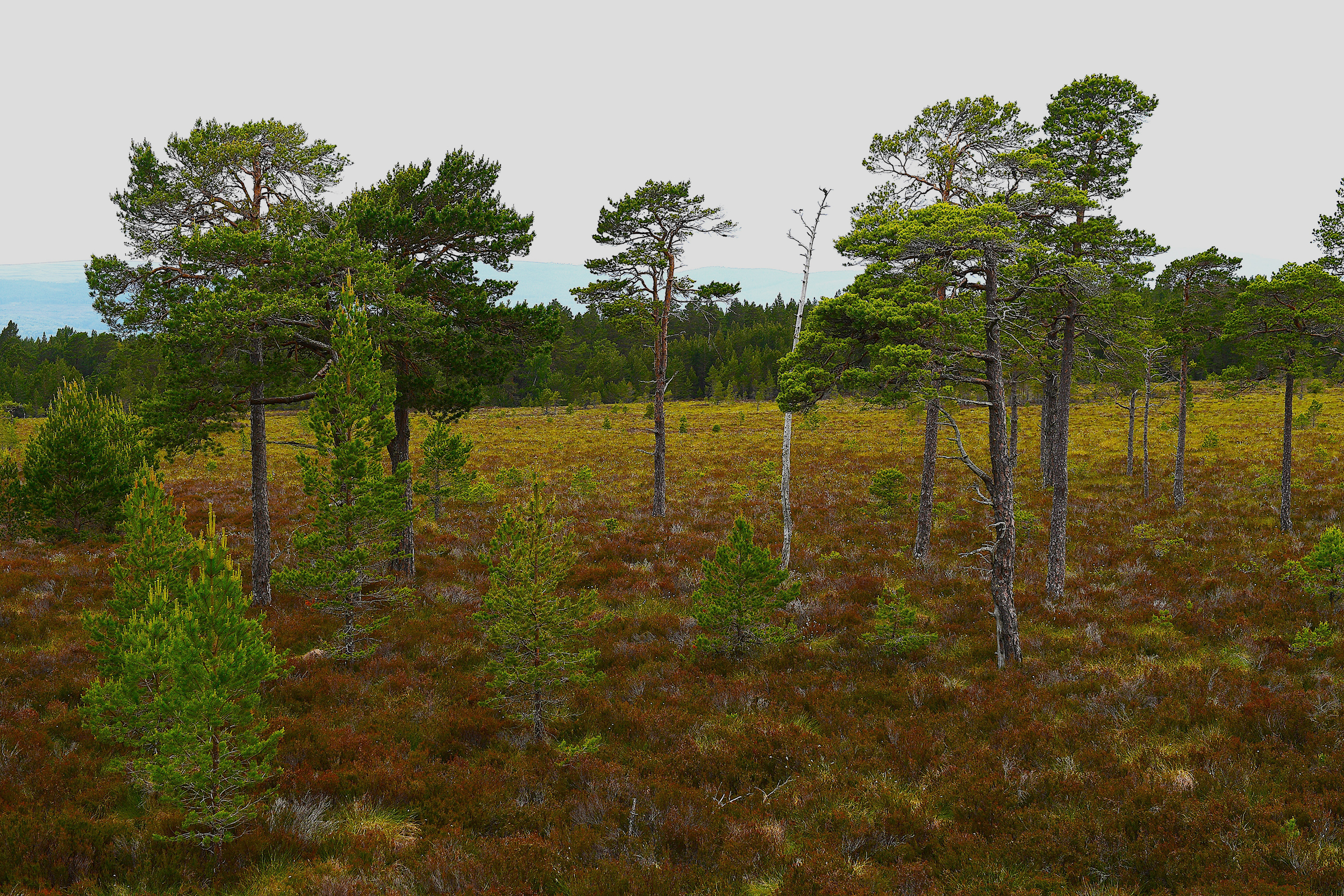 Young trees growing in a forest