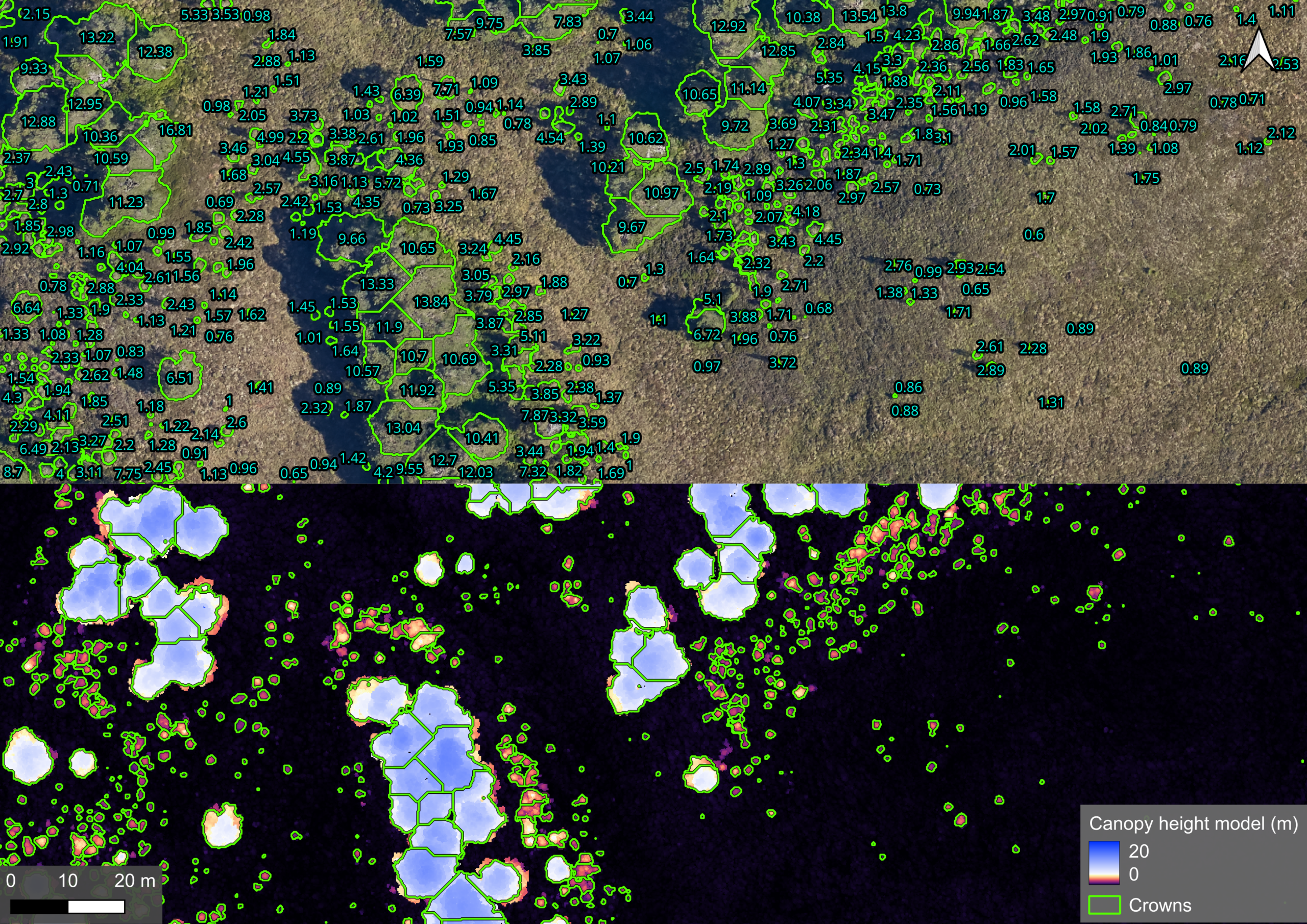 Trees viewed from above