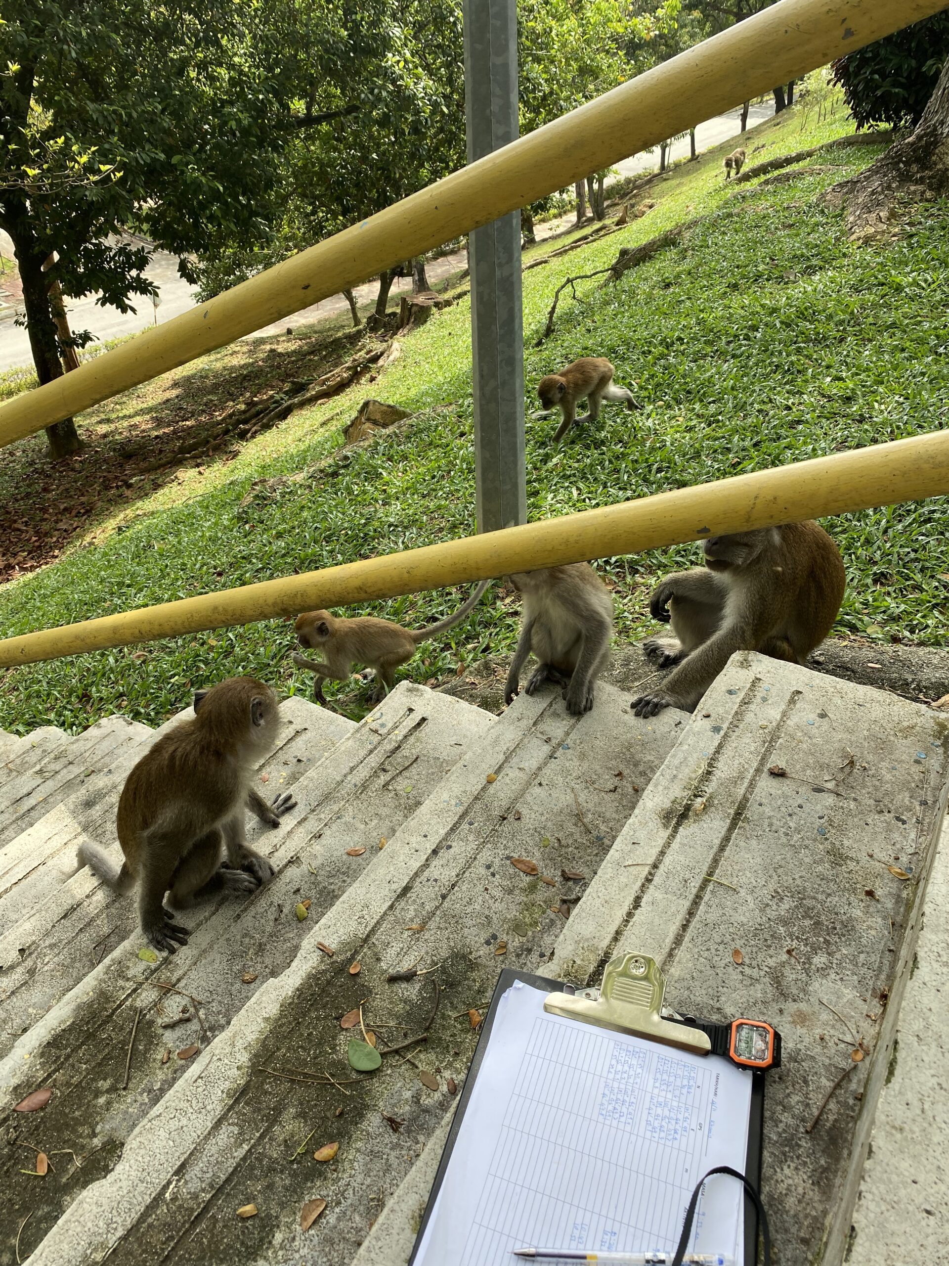 Monkeys playing on a staircase